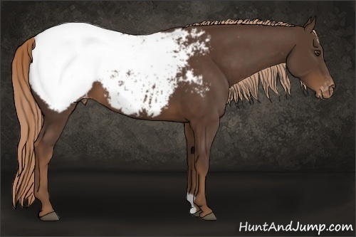 Horse Color:Liver Chestnut Appaloosa