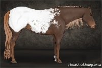 Horse Color:Liver Chestnut Appaloosa 