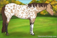 Horse Color:Bay Dun Near Leopard