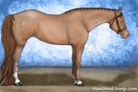 Horse Color:Bay Pearl Sabino
