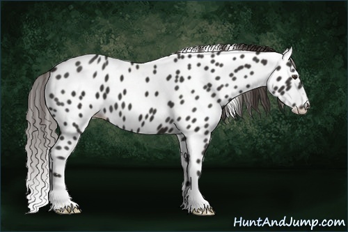 Horse Color:Liver Chestnut Sabino Appaloosa 