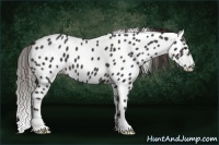 Horse Color:Liver Chestnut Sabino Appaloosa 