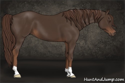 Horse Color:Liver Chestnut 