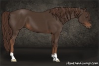 Horse Color:Liver Chestnut 
