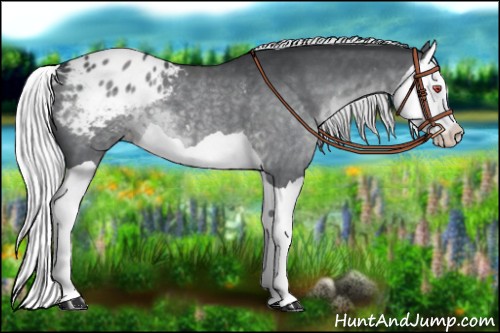 Horse Color:Silver Black Chinchilla Splash Appaloosa 