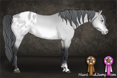 Horse Color:Bay Chinchilla Sabino Appaloosa 