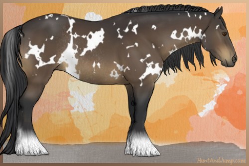 Horse Color:White Spotted Bay Rabicano 