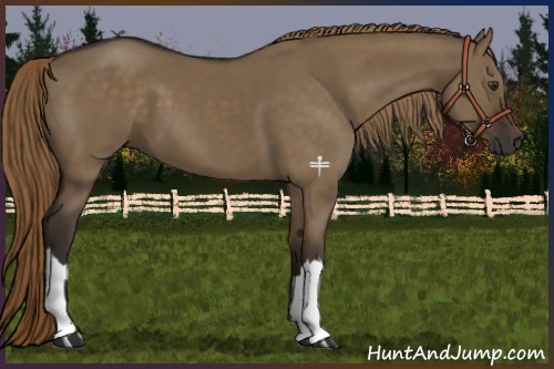Horse Color:Liver Red Dun 