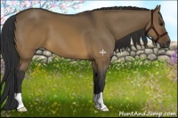 Horse Color:Brown Dun 