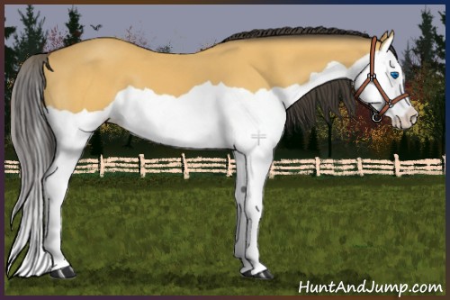 Horse Color:Buckskin Splash 