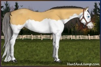 Horse Color:Buckskin Splash 