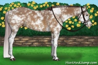 Horse Color:Chocolate Brown Dun Sabino 