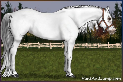 Horse Color:Bay Splash Tobiano Frame 