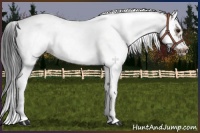 Horse Color:Bay Splash Tobiano Frame 