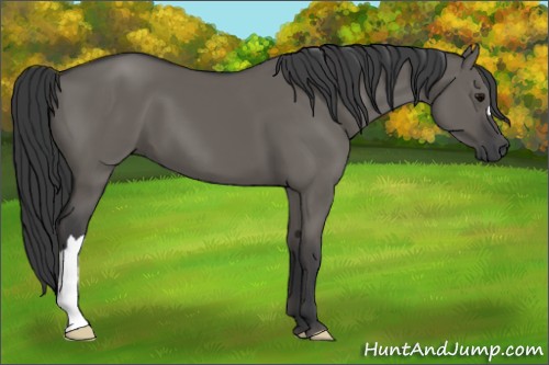 Horse Color:Grullo 