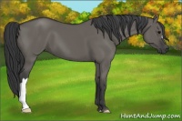 Horse Color:Grullo 