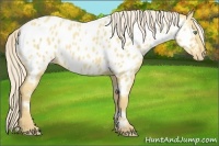 Horse Color:Gold Cream Champagne Dun Appaloosa 