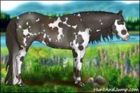 Horse Color:White Spotted Liver Chestnut Splash 
