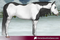Horse Color:Black Splash Frame 