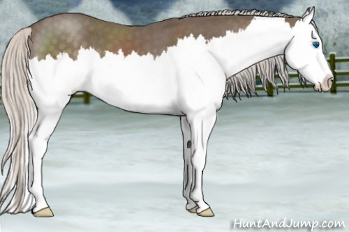 Horse Color:Silver Blue Roan Splash
