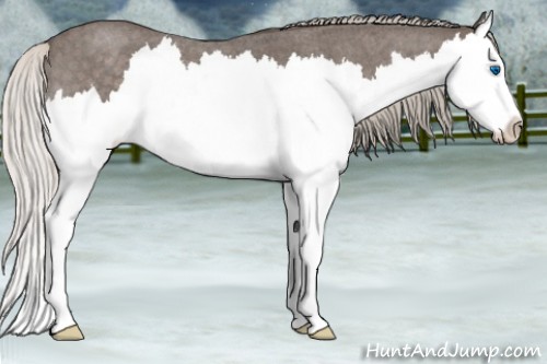 Horse Color:Silver Blue Roan Splash