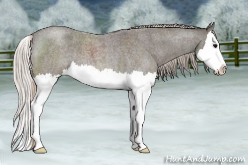 Horse Color:Silver Blue Roan Splash 