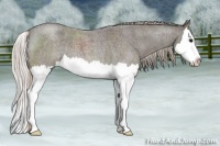 Horse Color:Silver Blue Roan Splash 