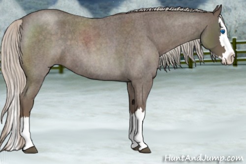 Horse Color:Silver Blue Roan Splash