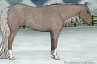 Horse Color:Silver Blue Roan 