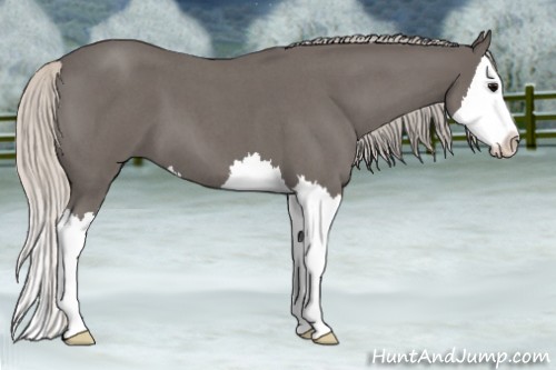 Horse Color:Silver Blue Roan Splash