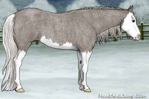 Horse Color:Silver Blue Roan Splash 