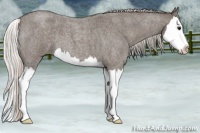 Horse Color:Silver Blue Roan Splash