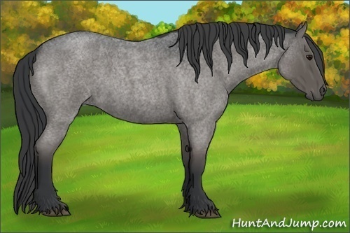 Horse Color:Blue Roan 