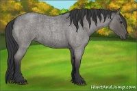 Horse Color:Blue Roan