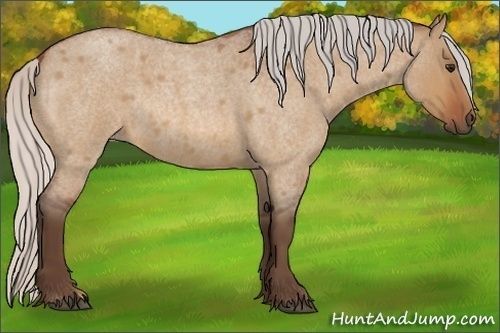 Horse Color:Silver Bay Roan Dun Rabicano 