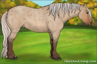 Horse Color:Silver Bay Roan Dun Rabicano