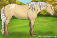 Horse Color:Gray Silver Amber Cream Champagne Roan Dun Appaloosa 