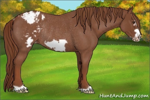 Horse Color:Red Roan Frame Varnish Rabicano 