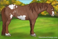 Horse Color:Red Roan Frame Varnish Rabicano