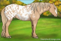 Horse Color:Gold Champagne Roan Appaloosa Rabicano 