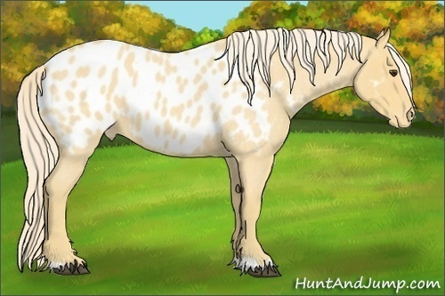 Horse Color:Palomino Roan Blanket