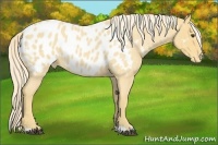 Horse Color:Palomino Roan Blanket