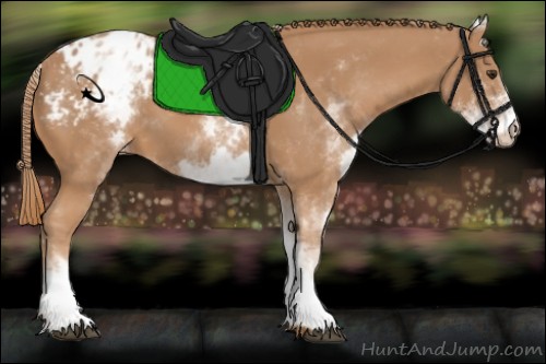 Horse Color:White Spotted Chestnut Appaloosa 