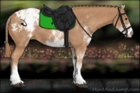 Horse Color:White Spotted Chestnut Appaloosa 