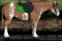 Horse Color:White Spotted Chestnut Appaloosa 