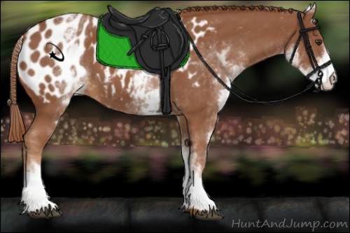 Horse Color:White Spotted Chestnut Appaloosa 