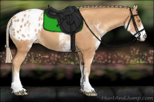 Horse Color:White Spotted Gold Champagne Appaloosa 