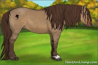 Horse Color:Liver Red Dun 