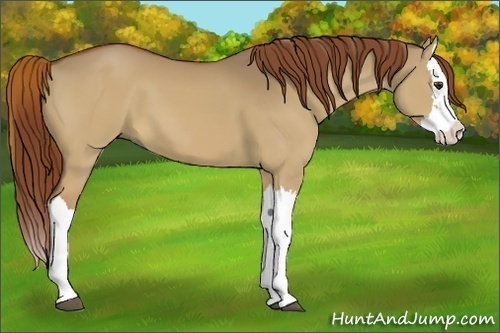 Horse Color:Red Dun Splash 