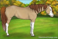 Horse Color:Red Dun Splash 